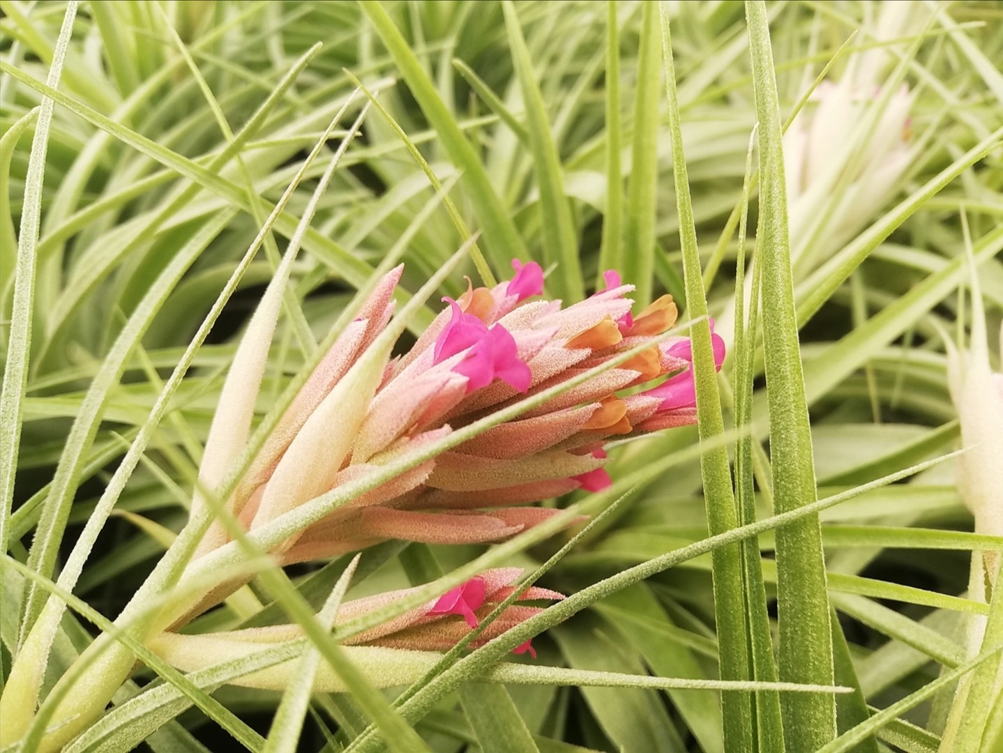 Tillandsia geminiflora in fiore