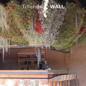 Tillandsia WALL Cloud